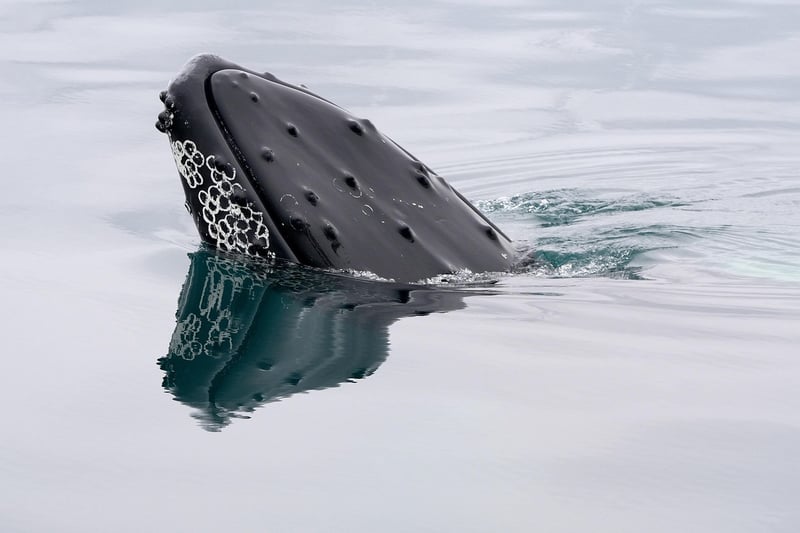 Whale Watching