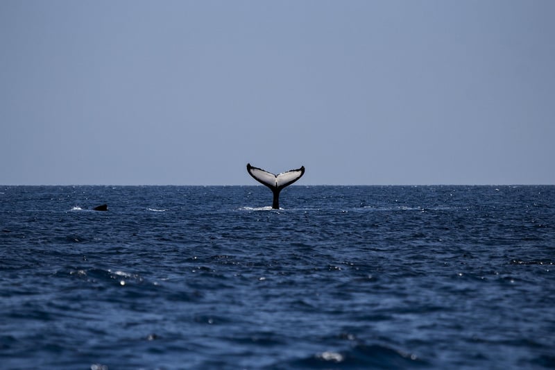 Whale Watching